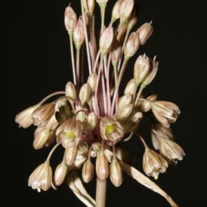 Photographie n°248560 du taxon Allium longispathum D.Delaroche [1811]