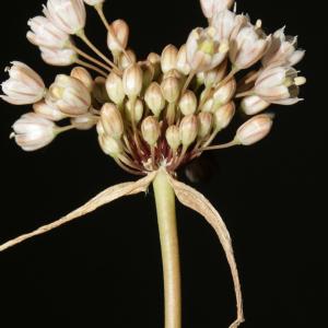 Photographie n°248564 du taxon Allium coppoleri Tineo [1827]
