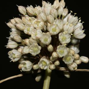 Photographie n°248566 du taxon Allium coppoleri Tineo [1827]