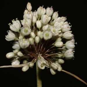 Photographie n°248567 du taxon Allium coppoleri Tineo [1827]