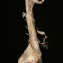  Errol Vela - Allium coppoleri Tineo [1827]