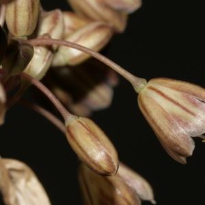  - Allium longispathum D.Delaroche [1811]