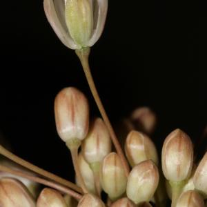 Photographie n°248572 du taxon Allium coppoleri Tineo [1827]