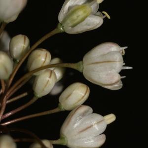 Allium serbicum Vis. & Pancic (Ail pâle)