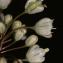  Errol Vela - Allium coppoleri Tineo [1827]