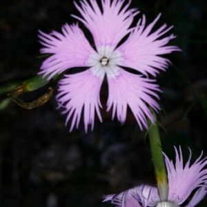 Photographie n°248580 du taxon Dianthus hyssopifolius L.
