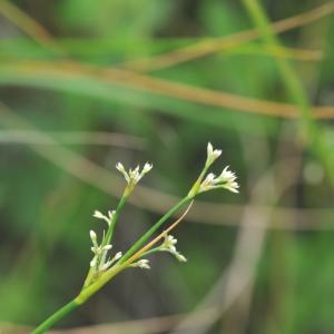 Photographie n°248583 du taxon Juncus subnodulosus Schrank [1789]