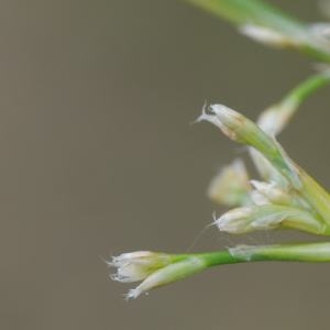 Photographie n°248584 du taxon Juncus subnodulosus Schrank [1789]