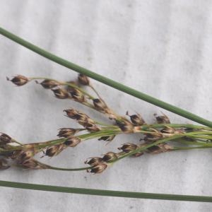 Photographie n°248586 du taxon Juncus inflexus L. [1753]