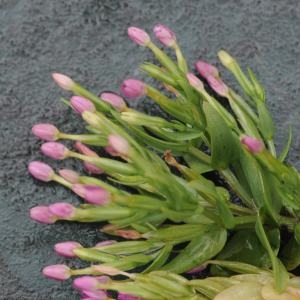 Photographie n°248594 du taxon Centaurium pulchellum (Sw.) Druce [1898]