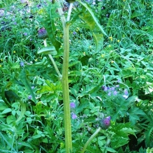 Photographie n°248648 du taxon Cirsium rivulare (Jacq.) All. [1789]