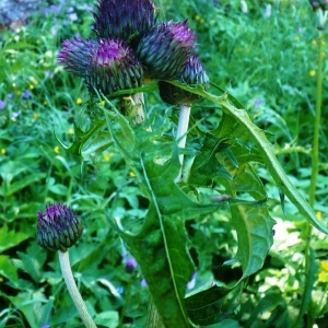 Photographie n°248649 du taxon Cirsium rivulare (Jacq.) All. [1789]