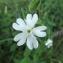  Jean-Claude Echardour - Silene latifolia (Mill.) Britten & Rendle [1907]