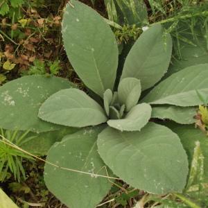 Photographie n°248665 du taxon Verbascum thapsus L. [1753]