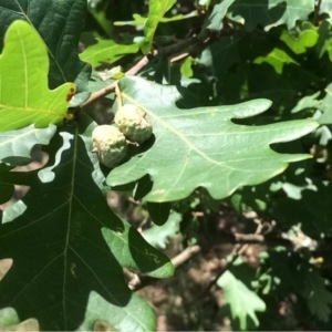 Photographie n°248704 du taxon Quercus robur L. [1753]