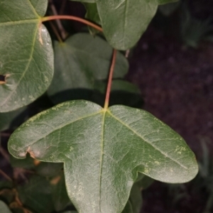 Photographie n°248736 du taxon Acer monspessulanum L.