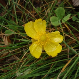 Photographie n°248742 du taxon Ranunculus lingua L. [1753]