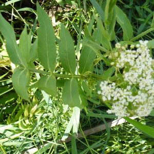 Photographie n°248841 du taxon Sium latifolium L. [1753]