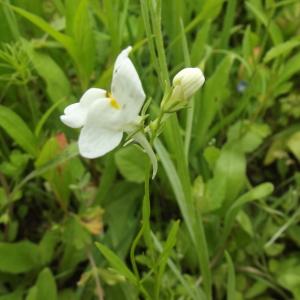 Photographie n°248855 du taxon Linaria maroccana Hook.f. [1872]