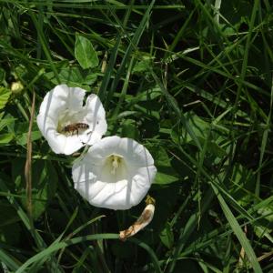 Photographie n°248862 du taxon Calystegia sepium (L.) R.Br.