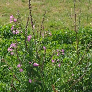 Photographie n°248866 du taxon Epilobium hirsutum L. [1753]