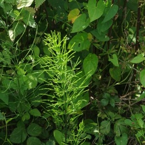 Photographie n°248867 du taxon Equisetum palustre L. [1753]