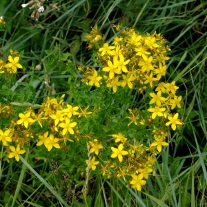 Photographie n°248872 du taxon Hypericum perforatum L. [1753]