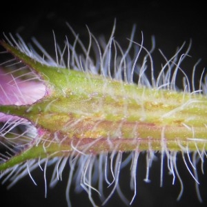 Photographie n°248899 du taxon Clinopodium vulgare L.
