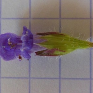 Photographie n°248901 du taxon Prunella vulgaris L. [1753]