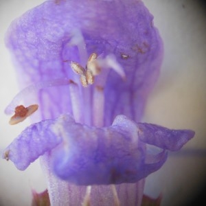 Photographie n°248902 du taxon Prunella vulgaris L. [1753]