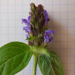 Photographie n°248904 du taxon Prunella vulgaris L. [1753]