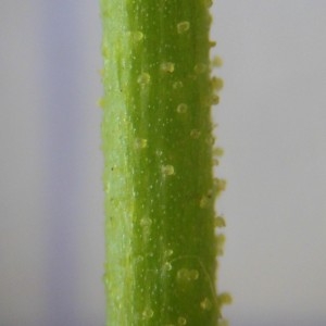 Photographie n°248909 du taxon Persicaria lapathifolia (L.) Delarbre