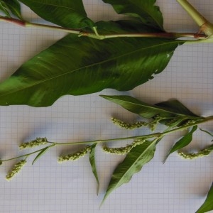 Photographie n°248911 du taxon Persicaria lapathifolia (L.) Delarbre