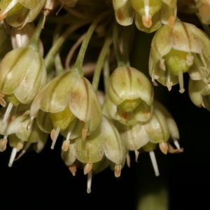  - Allium coppoleri Tineo [1827]