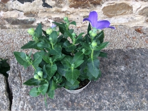 Anonyme, le  8 juillet 2014