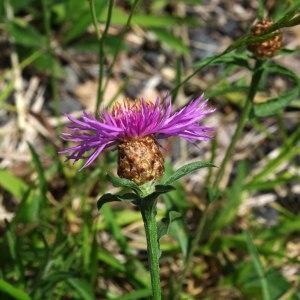 Photographie n°248958 du taxon Centaurea jacea subsp. timbalii (Martrin-Donos) Braun-Blanq. [1952]