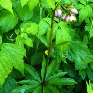 Photographie n°248990 du taxon Lilium martagon L.