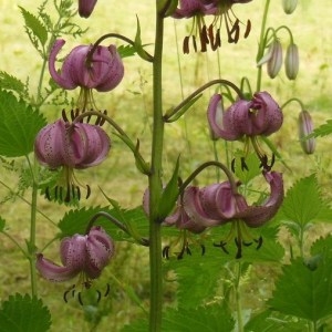 Photographie n°248991 du taxon Lilium martagon L.