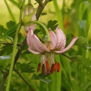 Photographie n°248994 du taxon Lilium martagon L.