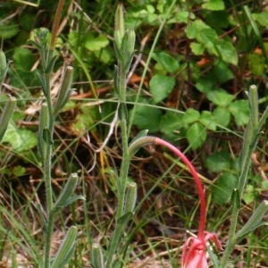  - Oenothera longiflora L. [1771]