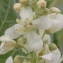  Marie  Portas - Verbascum lychnitis f. album (Mill.) W.D.J.Koch