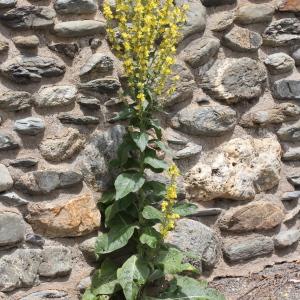 Photographie n°249056 du taxon Verbascum lychnitis L.