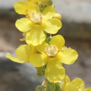 Photographie n°249057 du taxon Verbascum lychnitis L.
