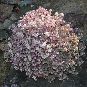 Photographie n°249071 du taxon Sedum dasyphyllum L.