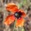  Marie  Portas - Papaver argemone L. [1753]