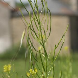 Photographie n°249075 du taxon Sisymbrium sophia L. [1753]