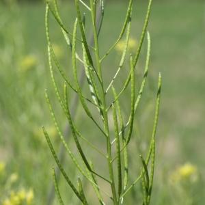 Photographie n°249076 du taxon Sisymbrium sophia L. [1753]