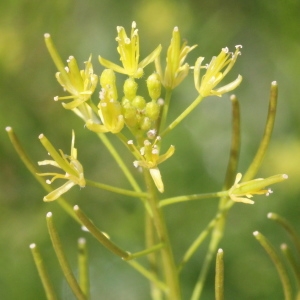 Sisymbrium sophia var. densiflorum Lange (Herbe de sainte Sophie)