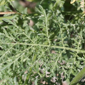 Photographie n°249078 du taxon Sisymbrium sophia L.