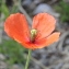  Marie  Portas - Papaver dubium L.